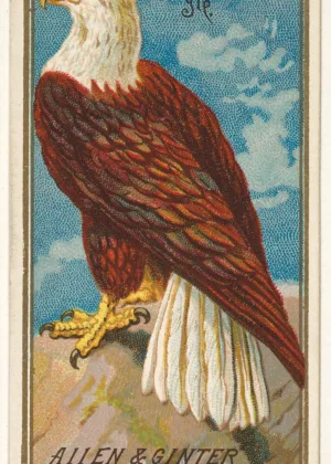 The Greatest Topps Allen & Ginter Bird Cards to Collect